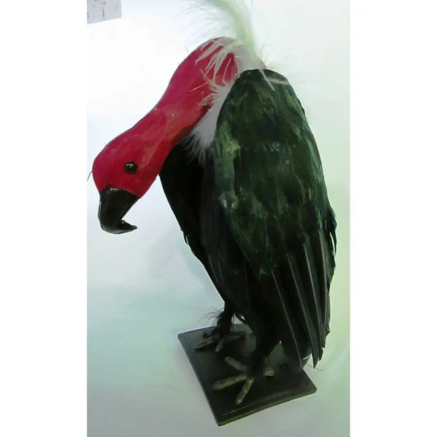 Buitre Con Plumas