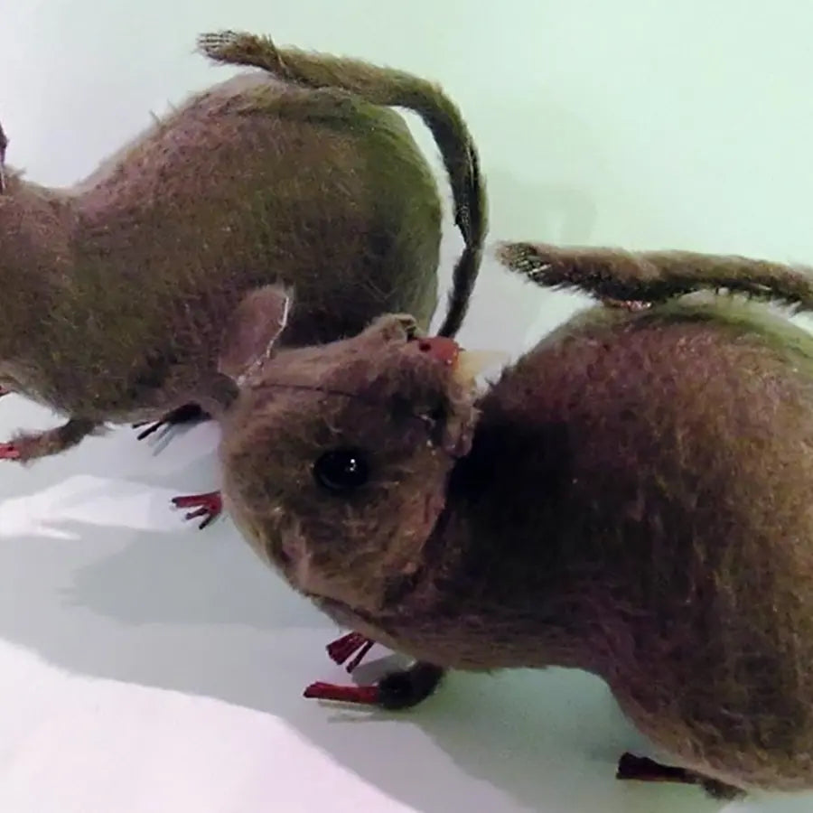 Ratita Decoración