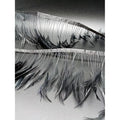Cinta De Plumas Negras 10Cm Ancho De Pato