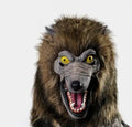 Máscara Cabeza de Lobo Realista de Látex